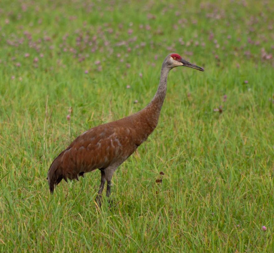 Name:  Sandhill crane 8-6-11 D1.jpg
Views: 199
Size:  111.0 KB