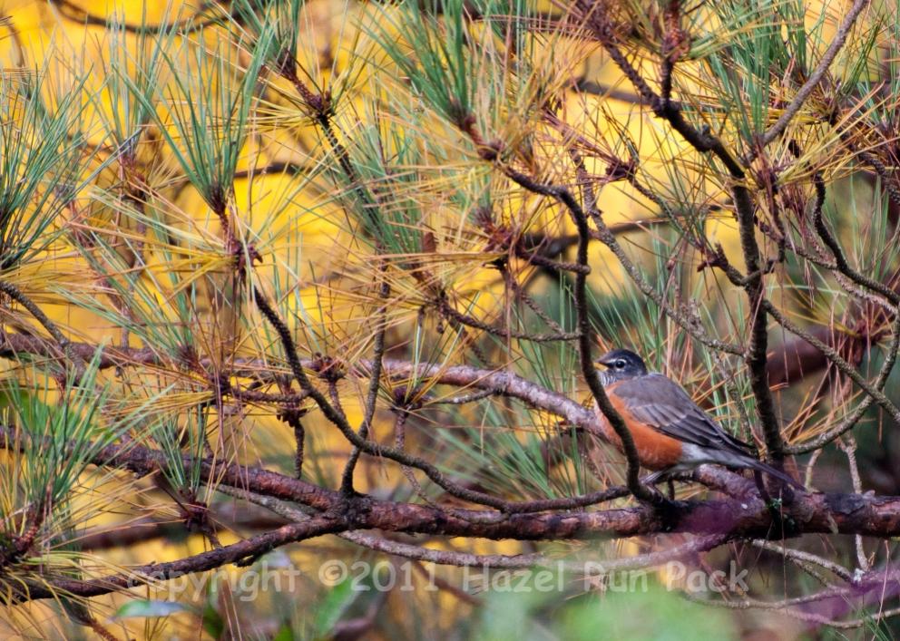 Name:  American robin 9-29-11 A.jpg
Views: 163
Size:  163.4 KB