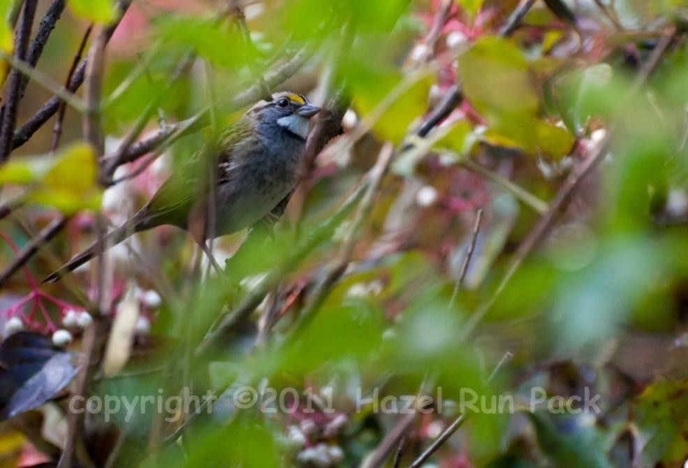 Name:  White-throated sparrow 9-29-11 C.jpg
Views: 154
Size:  70.0 KB