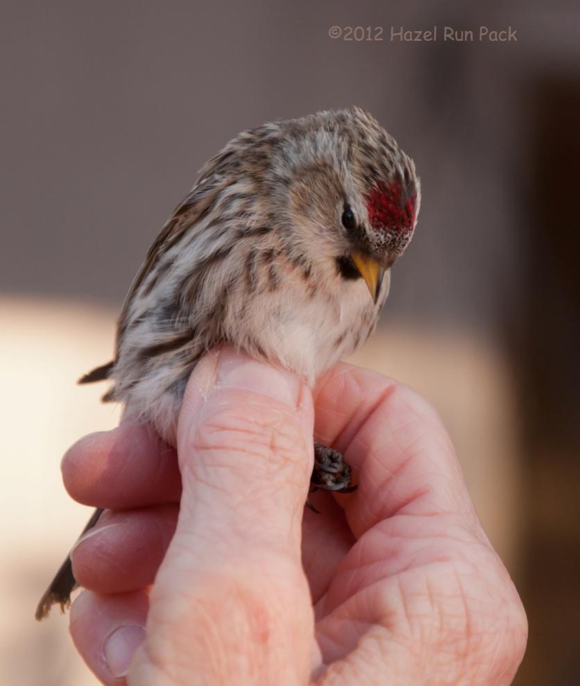 Name:  Banded common redpoll, young male 2-8-12 B.jpg
Views: 176
Size:  54.4 KB