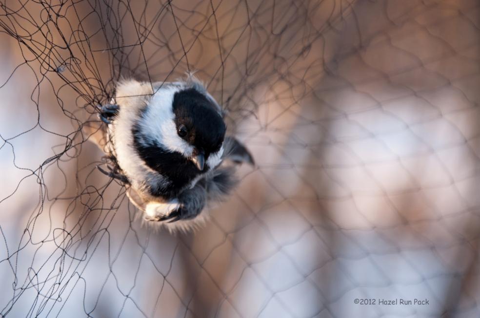 Name:  Black-capped chickadee 2-8-12 A3.jpg
Views: 136
Size:  61.2 KB