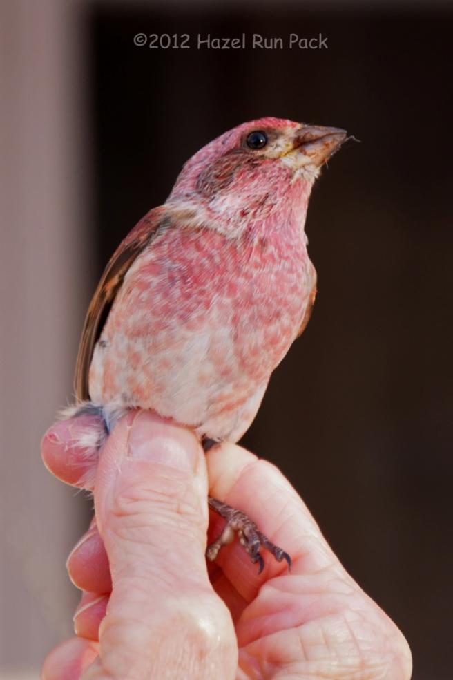 Name:  Banded purple finch, male 2-8-12 A.jpg
Views: 120
Size:  46.3 KB