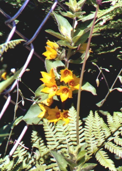 Name:  Garden 2005-Yellow mystery flower in the well garden 6-12-05.jpg
Views: 505
Size:  81.1 KB