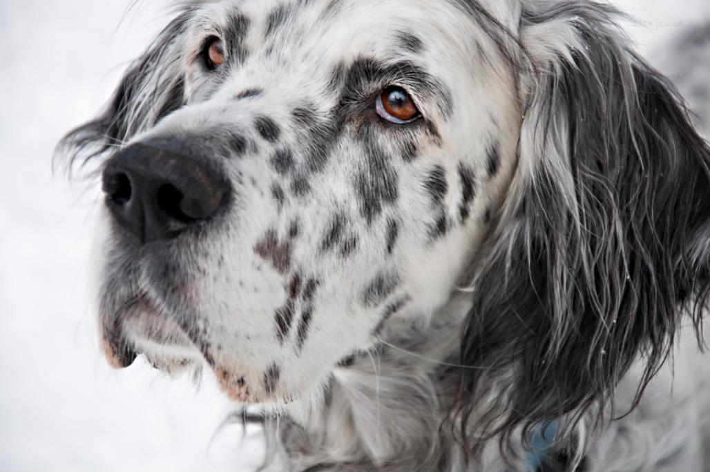 Name:  Cole waiting for his next snowball 12-27-14 B.jpg
Views: 876
Size:  86.6 KB