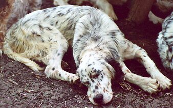 Name:  Brier napping in the cool dirt 6-10-07.jpg
Views: 237
Size:  80.8 KB