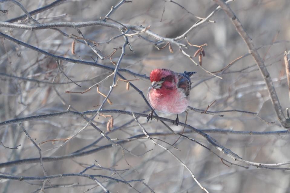 Name:  purple finch on 2-13-10.jpg
Views: 1002
Size:  66.3 KB