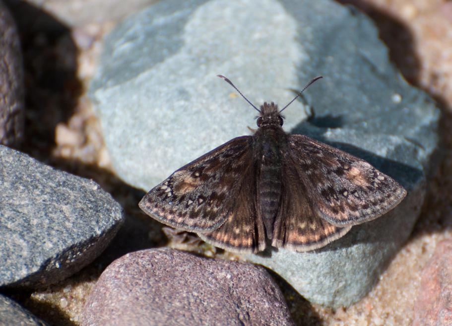 Name:  Wild indigo duskywing 5-20-11 A.jpg
Views: 965
Size:  93.3 KB