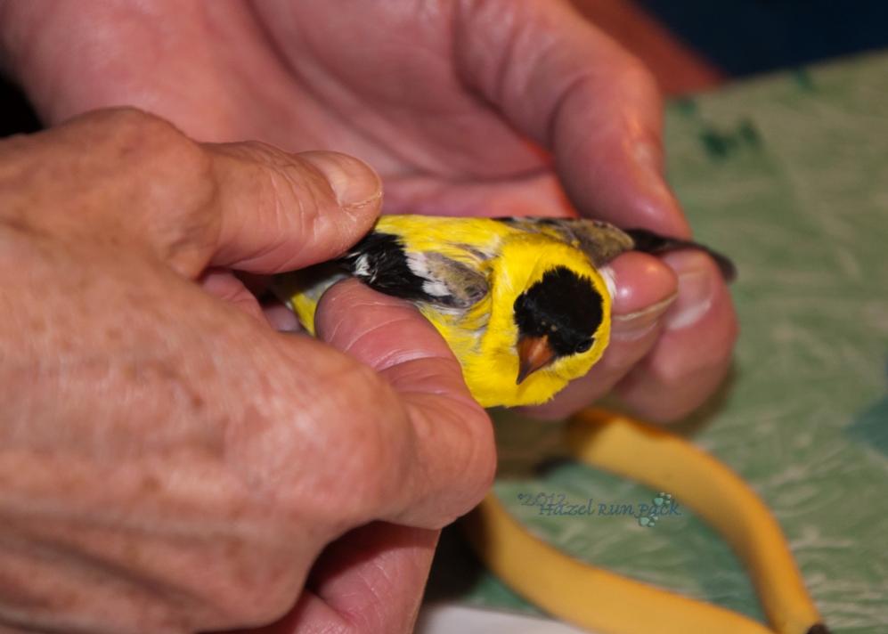 Name:  American goldfinch, first year male 5-7-12 A.jpg
Views: 389
Size:  49.6 KB