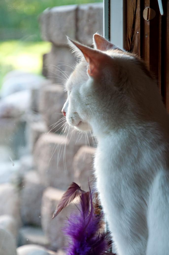 Name:  JD showing his new toy the view out the window 7-31-16.jpg
Views: 348
Size:  63.0 KB