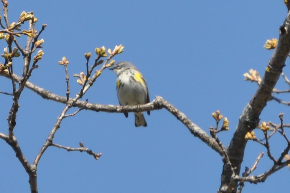 Name:  Yellow-rumped warbler 4-22-10.jpg
Views: 226
Size:  45.8 KB