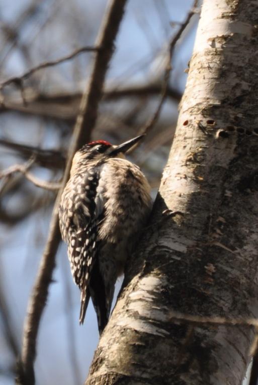 Name:  Yellow-bellied sapsucker 4-18-10 B.jpg
Views: 167
Size:  50.8 KB