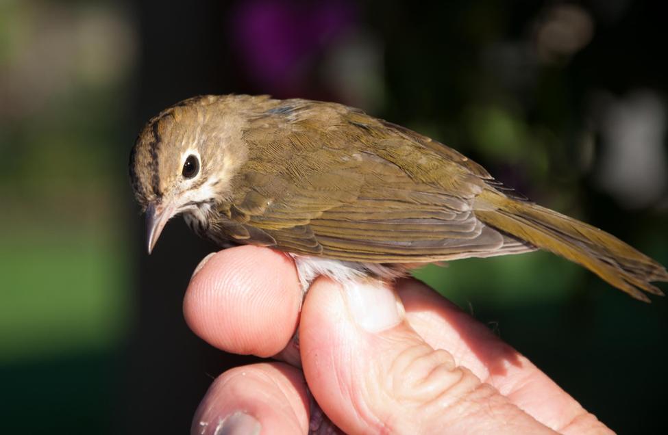 Name:  Banded ovenbird 9-12-11 A.jpg
Views: 42
Size:  58.4 KB