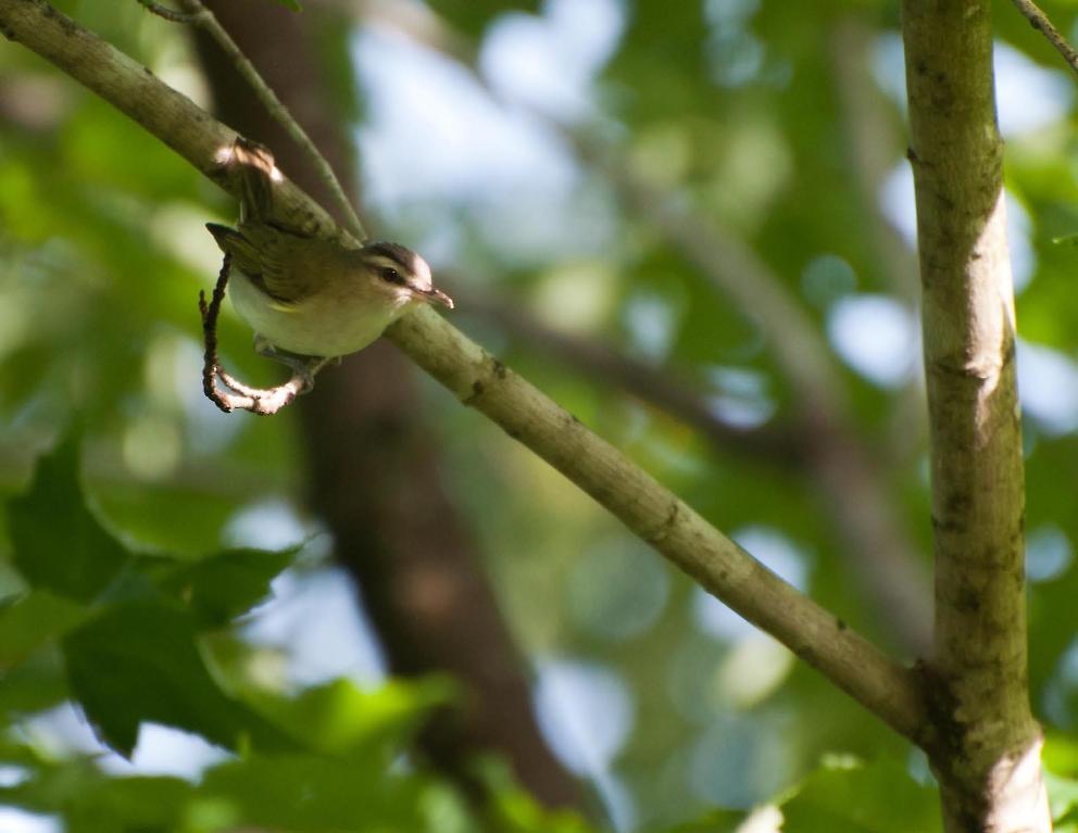 Name:  Red-eyed vireo, immature 7-11-11 A.jpg
Views: 112
Size:  60.2 KB