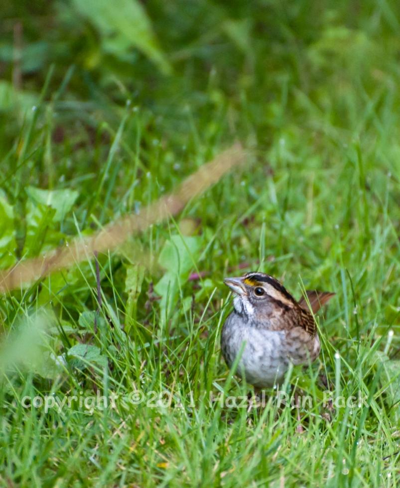 Name:  White-throated sparrow 9-24-11 A.jpg
Views: 84
Size:  109.0 KB