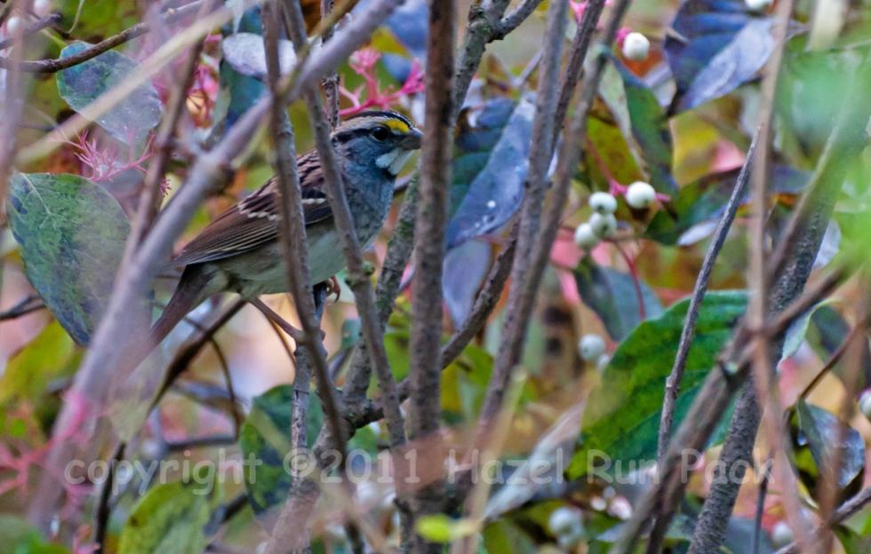 Name:  White-throated sparrow 9-29-11 A.jpg
Views: 81
Size:  87.0 KB