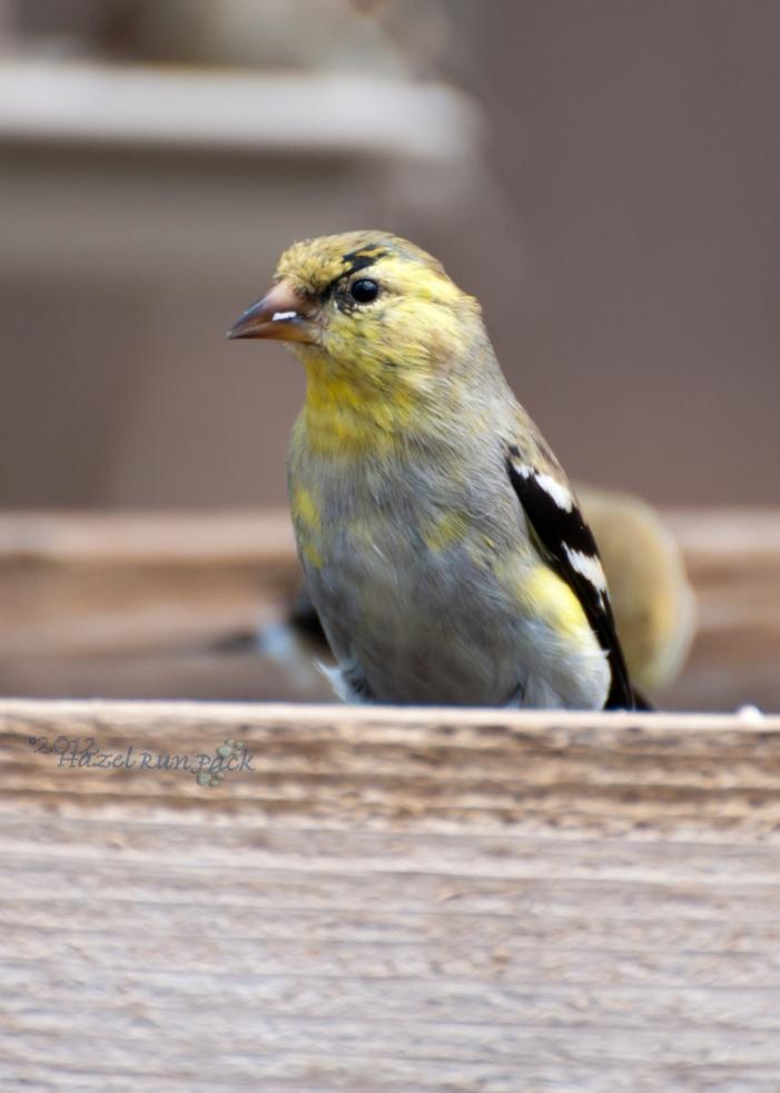 Name:  American goldfinch, male in molting motley 3-18-12 A.jpg
Views: 79
Size:  51.7 KB