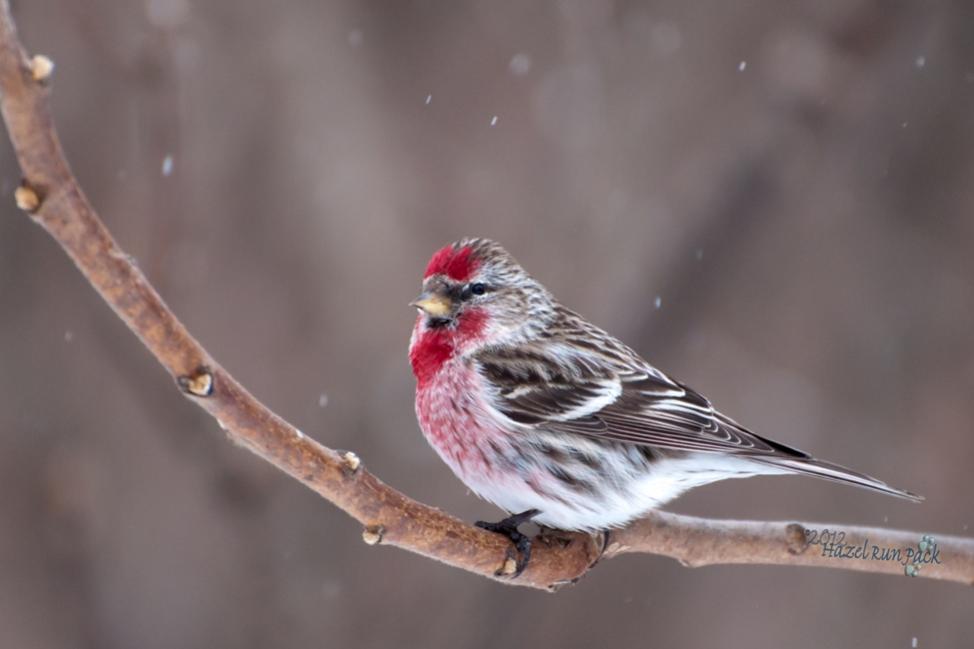 Name:  Common redpoll, male 3-3-12 A.jpg
Views: 93
Size:  41.6 KB