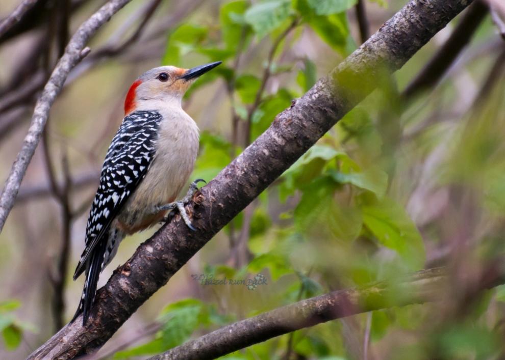 Name:  Red-bellied woodpecker, fem 5-17-12 A.jpg
Views: 53
Size:  78.0 KB