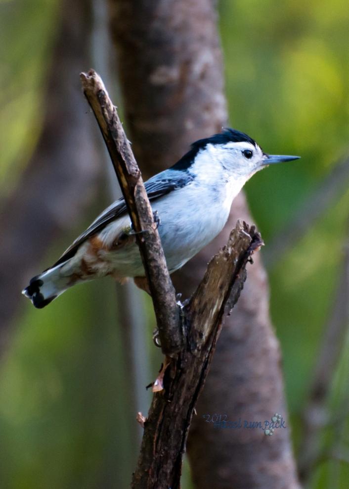 Name:  White-breasted nuthatch 5-16-12 A.jpg
Views: 52
Size:  58.2 KB