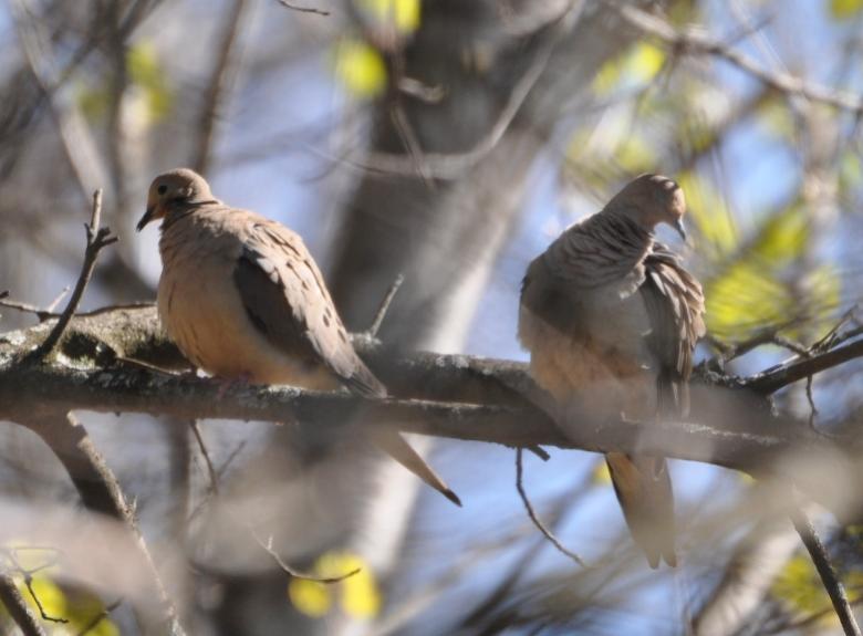 Name:  Mourning doves 4-18-10 A.jpg
Views: 159
Size:  46.7 KB