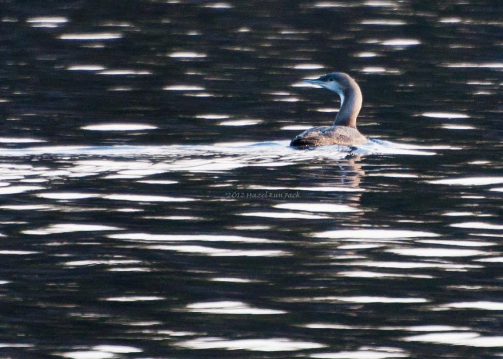 Name:  Pacific loon 11-22-12 B.jpg
Views: 70
Size:  96.7 KB