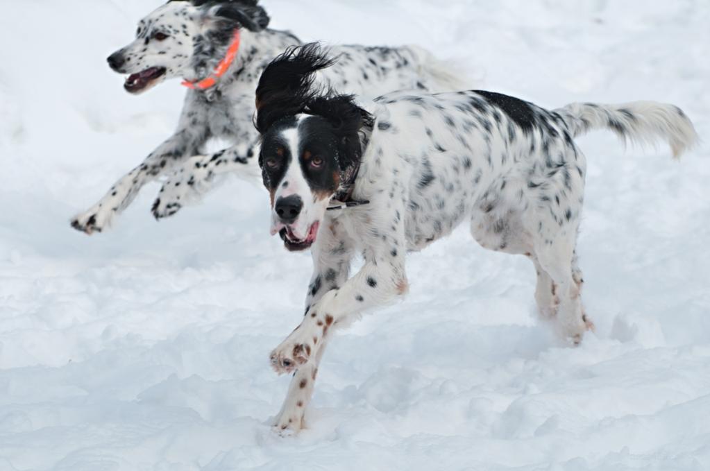 Name:  Hunter playing chase with Lili in the side yard 2-18-20.jpg
Views: 2331
Size:  53.7 KB