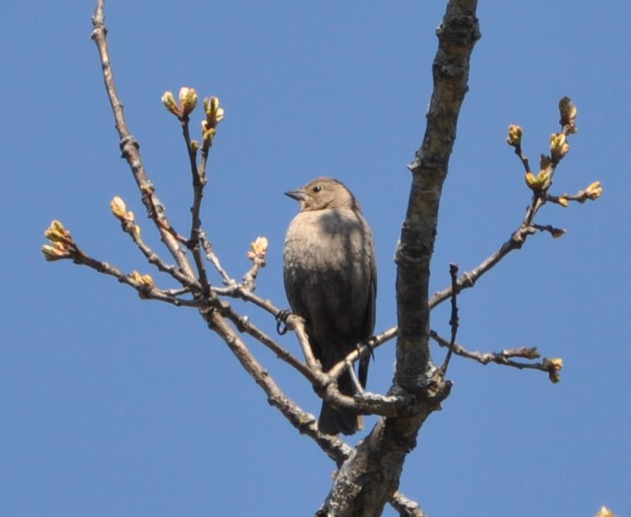 Name:  Brown-headed cowbird fem 4-22-10.jpg
Views: 396
Size:  45.1 KB