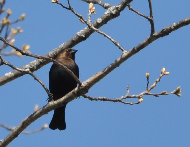 Name:  Brown-headed cowbird male 4-22-10.jpg
Views: 385
Size:  36.6 KB