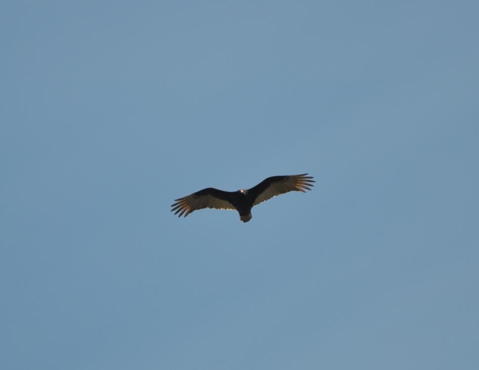 Name:  Turkey vulture 4-9-10 B.jpg
Views: 206
Size:  15.2 KB