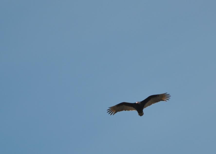 Name:  Turkey vulture 4-9-10.jpg
Views: 219
Size:  12.3 KB