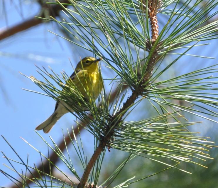 Name:  Pine warbler 4-22-10 C.jpg
Views: 172
Size:  89.8 KB