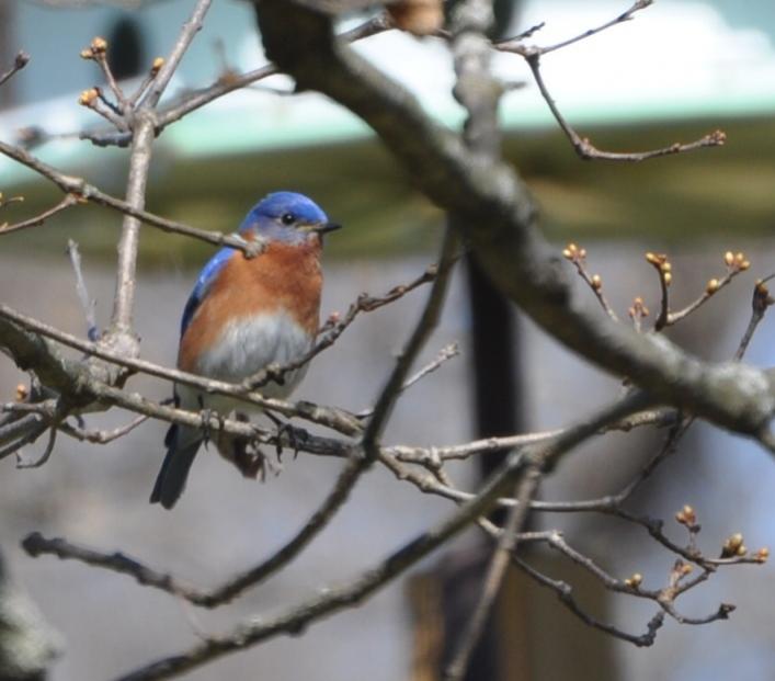 Name:  Blue bird male 4-22-10 A.jpg
Views: 188
Size:  44.7 KB