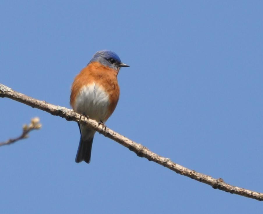 Name:  Blue bird male 4-22-10 B.jpg
Views: 165
Size:  28.1 KB
