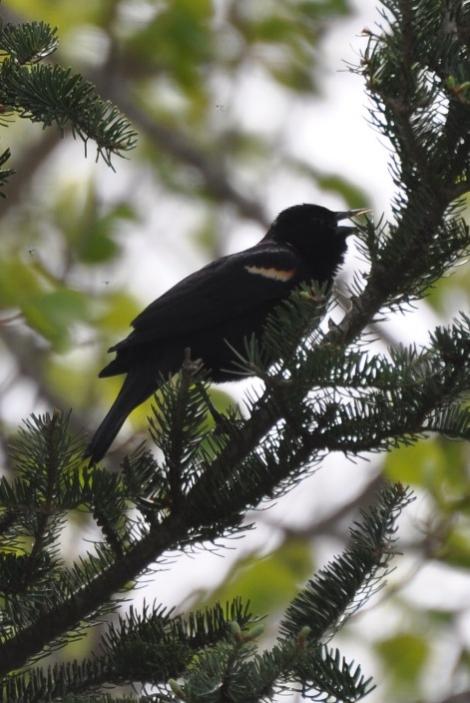 Name:  Red-winged blackbird in the hemlock 4-23-10 B.jpg
Views: 163
Size:  52.0 KB