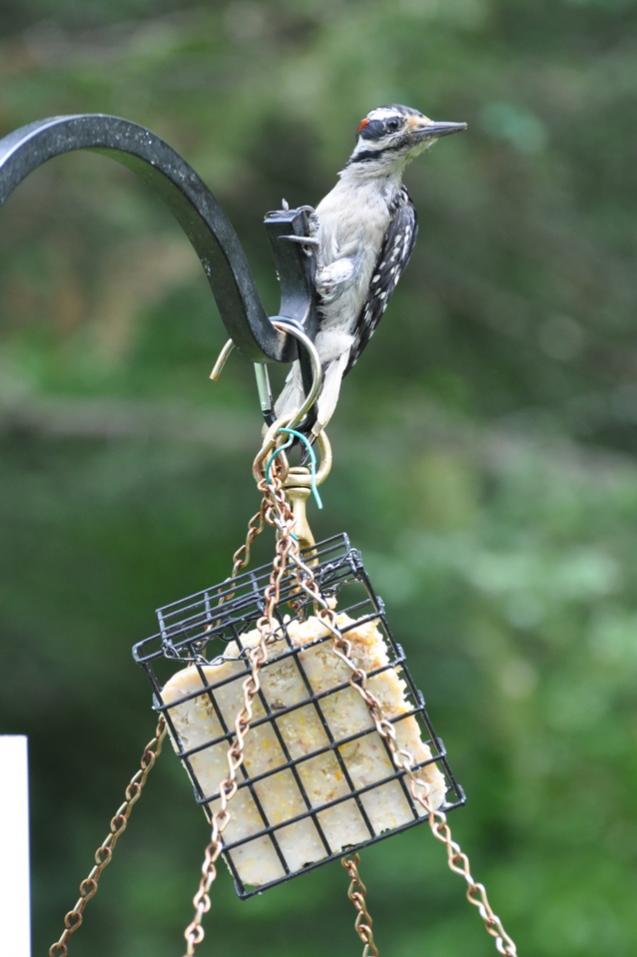 Name:  Figuring out the suet--Hairy woodpecker 6-18-10 C.jpg
Views: 102
Size:  56.8 KB