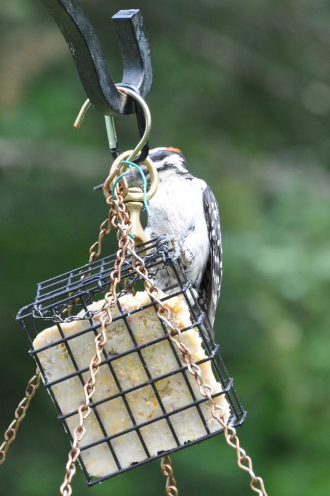 Name:  Figuring out the suet--Hairy woodpecker 6-18-10 D.jpg
Views: 115
Size:  68.2 KB