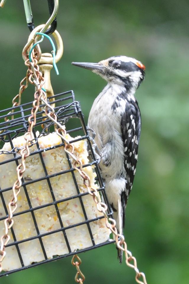 Name:  Finally on the suet 6-18-10 A.jpg
Views: 109
Size:  80.0 KB