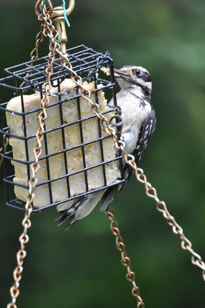 Name:  Finally on the suet 6-18-10 B.jpg
Views: 120
Size:  70.5 KB