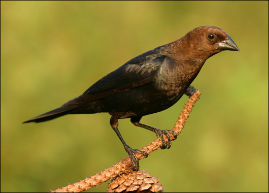 Name:  brown-headed_cowbird.jpg
Views: 527
Size:  175.7 KB