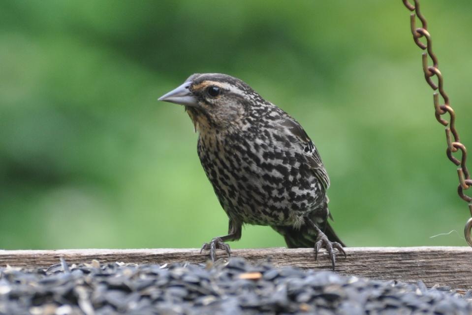 Name:  Red-winged blackbird 6-19-10 A.jpg
Views: 241
Size:  55.6 KB