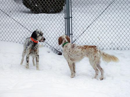 Name:  Brier and Ms Macie facing off 1-1-09.jpg
Views: 360
Size:  82.7 KB