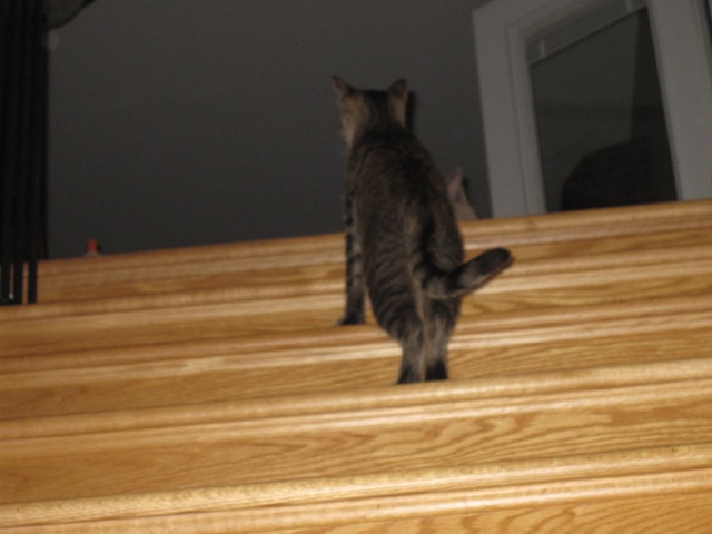 Name:  R at top of stairs.JPG
Views: 115
Size:  59.5 KB