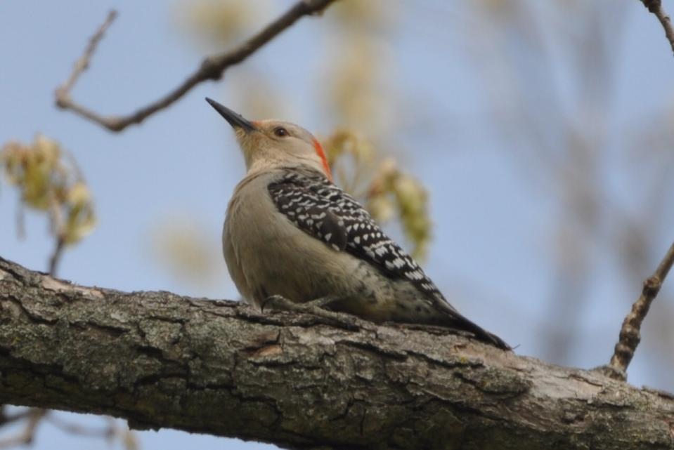 Name:  Red-bellied woodpecker 5-9-10 F.jpg
Views: 147
Size:  52.5 KB