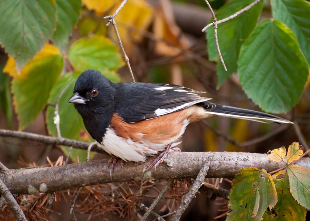 Name:  Eastern towhee, first fall male 10-1-12 A.jpg
Views: 3937
Size:  88.6 KB