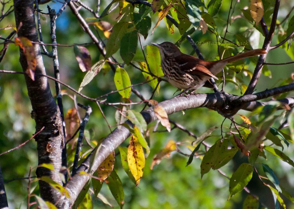 Name:  Brown thrasher 9-10-12 A.jpg
Views: 1458
Size:  115.4 KB