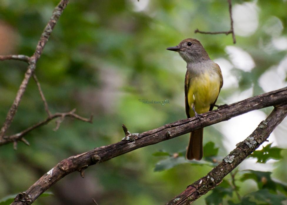 Name:  Great crested flycatcher, possibly hatch year 7-7-12 A.jpg
Views: 6056
Size:  66.8 KB