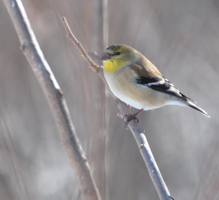 Name:  goldfinch 2-14-10.jpg
Views: 1076
Size:  28.3 KB