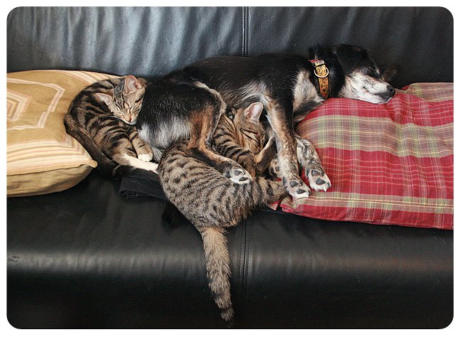 Name:  Abitibi with kittens 2.jpg
Views: 413
Size:  82.7 KB