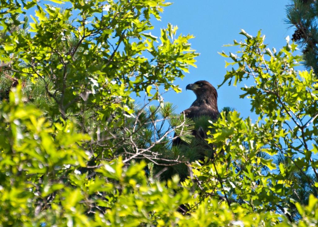 Name:  Bald eagle, Junior 7-1-16 C.jpg
Views: 3504
Size:  170.4 KB