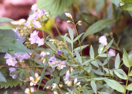 Name:  Hummingbird garden - mystery flower 6-5-08.jpg
Views: 812
Size:  28.6 KB